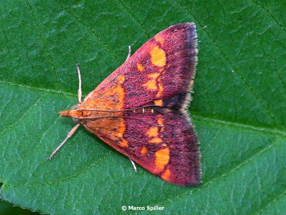 Pyrausta purpuralis. No, Pyrausta aurata - Crambidae